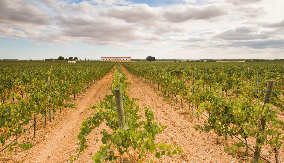 A major part of the white Airén is vinified as base wine for the production of Spanish Brandy. Other main varieties include Macabeo, Verdejo, Garnacha, Bobal, as well as a few international varieties.