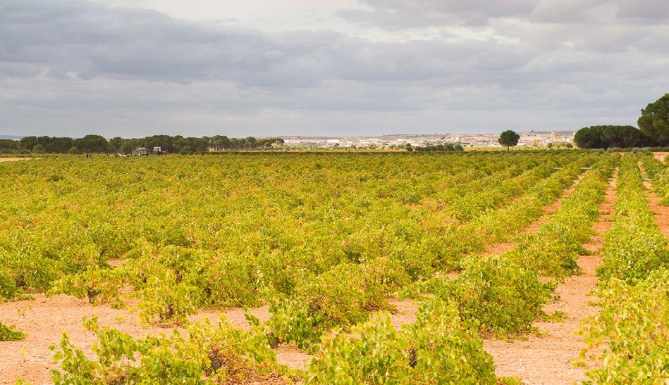 Landscape and Terroir Located on the southern part of the Spanish plateau, covering all municipalities in Castile La Mancha.