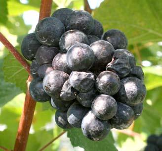 Veraison to Harvest is a joint publication of: Cornell Enology Extension Program Statewide Viticulture Extension Program Long Island Grape Program Finger Lakes Grape Program Lake Erie Regional Grape