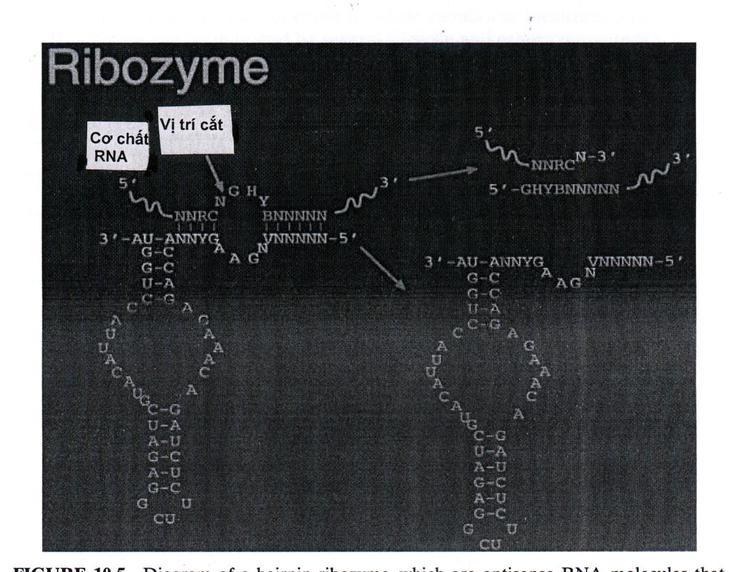 Hình 15.5 Mô hình ribozyme hình cặp tóc (hairpin), đó là các phân tử antisense RNA có hoạt tính. Vị trí cắt của RNA là C-N-G, trong đó N= nucleptide bất kỳ. (Theo Simon J. Hall, Thomas F.