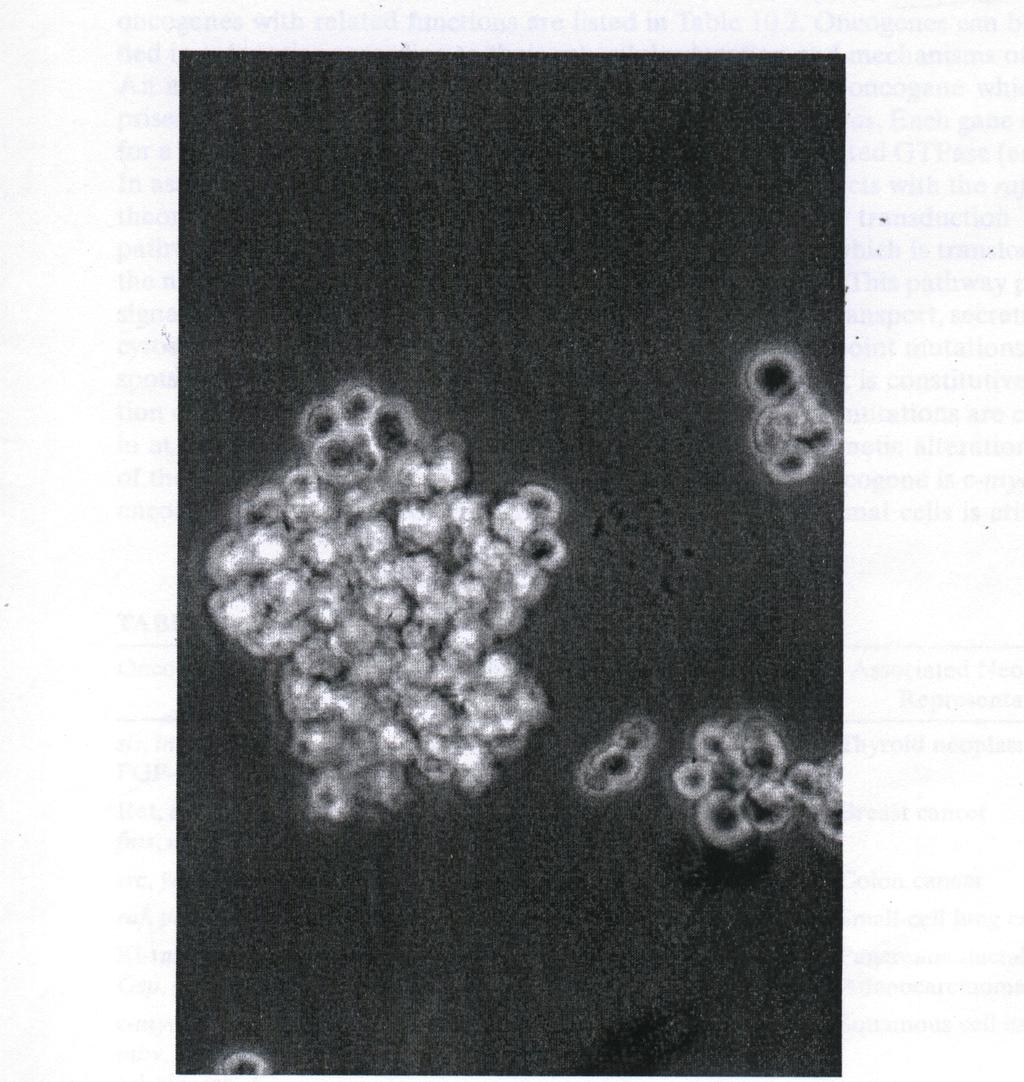 Hình 15.3 Hình thái học các tế bào biến nạp virus Epstein Bar. Lưu ý sự phát triển của những đám tụ thành hình tròn và các khuẩn lạc vệ tinh. (Theo Simon J. Hall, Thomas F.