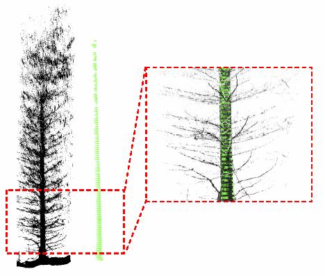4.2. Treemetrics programmatūra Punktu mākoņa datu apstrāde pamatojas uz koku stumbru mērījumu punktu identificēšanu iegūtajos datos.