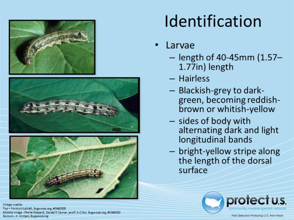 Larvae can grow up to 40-45mm (1.57-1.77in) in length. Younger larvae are blackish-grey to dark green while older larvae become reddish-brown or whitish-yellow.