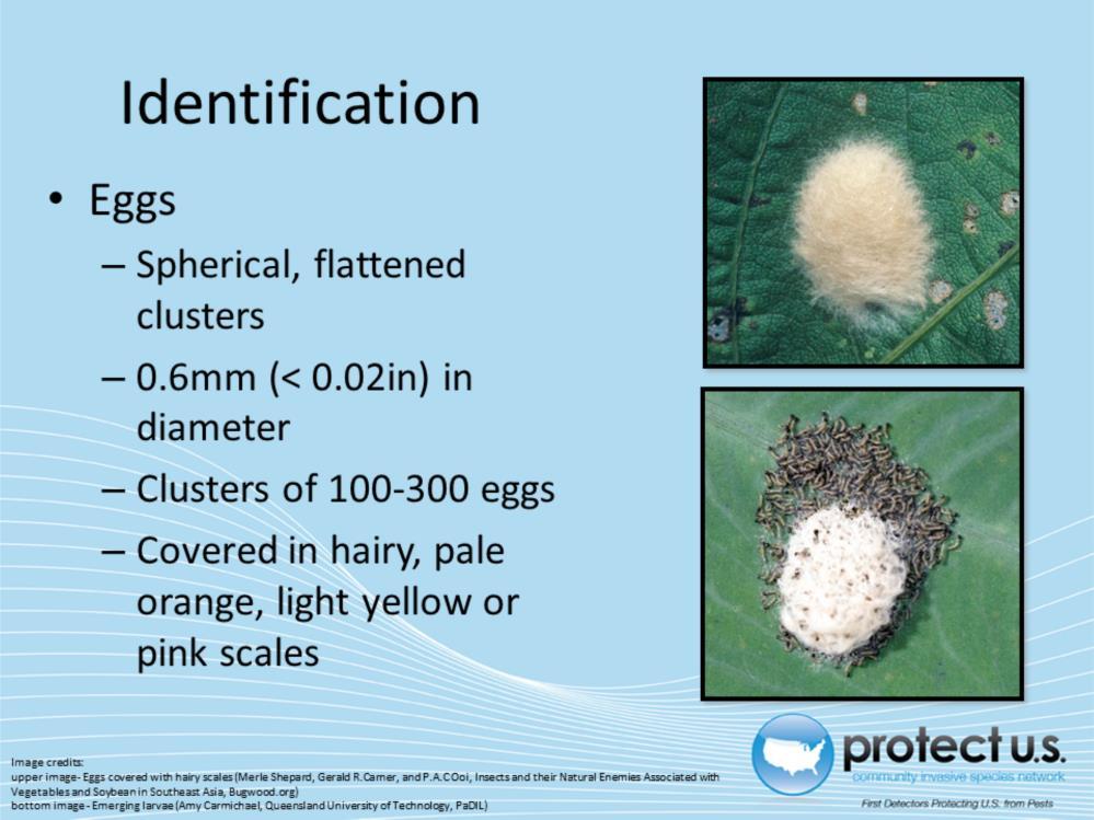 Eggs are laid in spherical, flattened clusters.