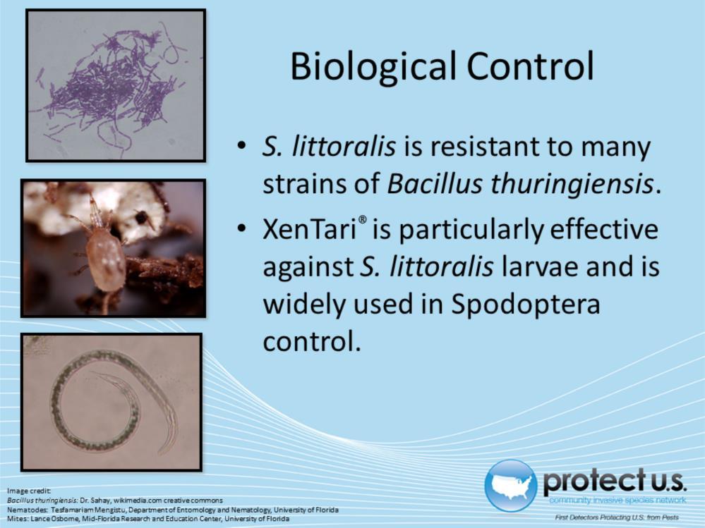 Many studies on possible biological control of the two species of Spodoptera have occurred. Parasites (braconids, encyrtids, tachinids, ichneumonids) and predators have shown some success.
