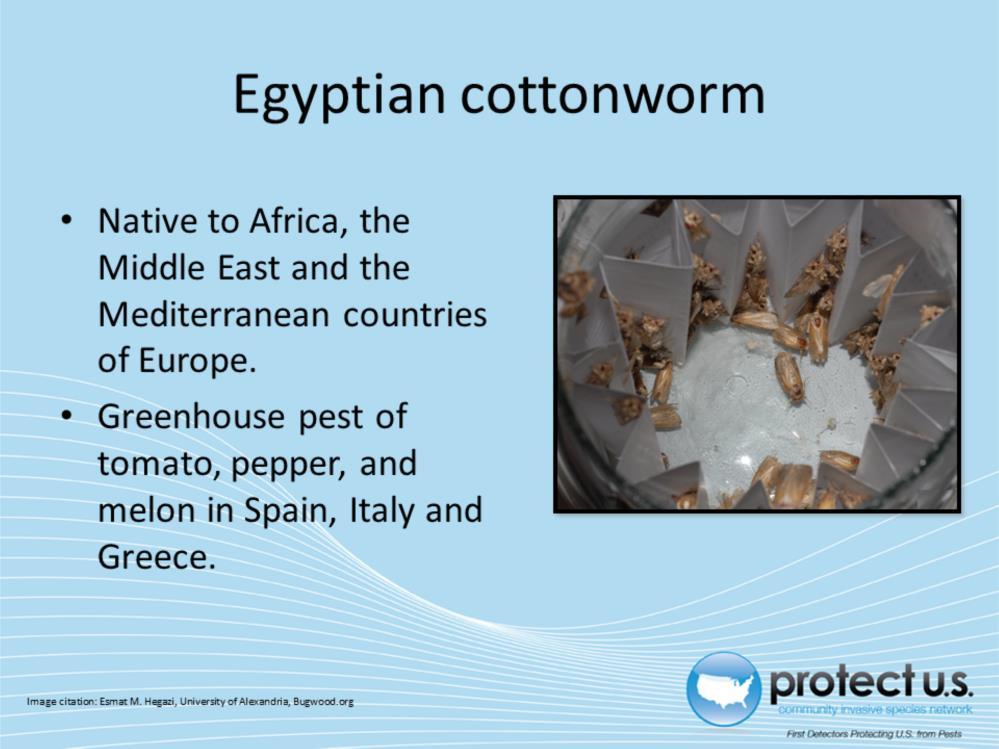 There are two species of cotton leaf worm that are geographically isolated; S. litura and S. littoralis. S. litura is found in Asia while S. littoralis is primarily in Africa.