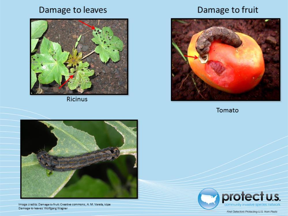 Most damage occurs from larval feeding. Larvae prefer to feed on young leaves and shoots, but can also feed on stalks, bolls, buds and fruit.