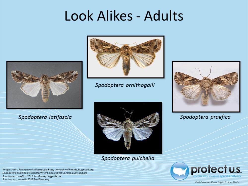 Many of the species of Spodoptera look very similar so identification is difficult. S. littoralis is often confused with S. litura, but both are not established in the continental United States.