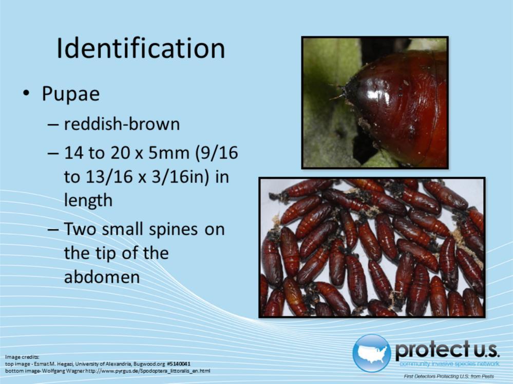 Initially, pupae are green with a reddish color, but quickly turn dark reddish brown. Pupae are cylindrical and 14 to 20 x 5mm (approx.