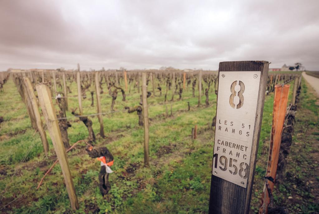 Some of the finest cabernet franc vines planted at Chateau Cheval Blanc The 2014 vintage started beautifully with a good flowering season, but July and August were so wet and cool that ruled out the