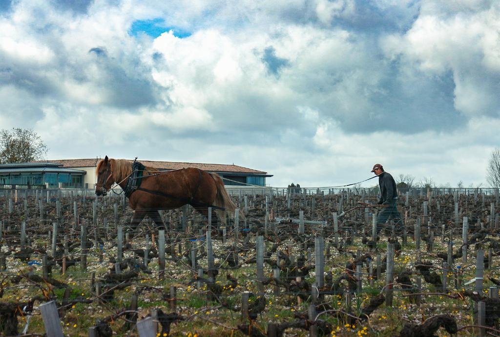 Vineyards are being ploughed by horse to prepare for the next growing season. Is 2015 vintage a good deal?