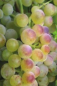RESEARCH ARTICLE t Distinctive symptoms differentiate four common types of berry shrivel disorder in grape by Mark N. Krasnow, Mark A. Matthews, Rhonda J. Smith, Jason Benz, Ed Weber and Ken A.