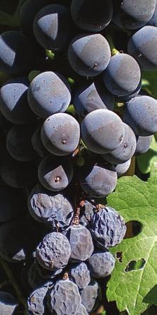 refers to the grapes farthest from the stem within the cluster). It can occur in many varieties, but is especially prevalent in Cabernet Cabernet Sauvignon clusters display bunchstem necrosis.