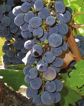 Nitrogenous compounds from sugar accumulation disorder () affected and normally developing Cabernet Sauvignon berries at Oakville Experimental Vineyard, 2005 Compound Normally developing P value