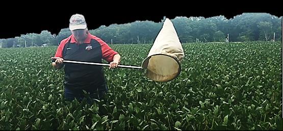 STINK BUG SCOUTING Using a sweep net, sample in at least 5 locations in smaller fields, more in larger fields.