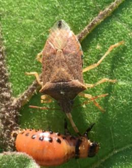 Hanna Royals, Bugwood.org Pointy shoulders. Monitoring: This is a beneficial stink bug to have in your field; it is a predatory species!