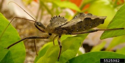 STINK BUG LOOK-A-LIKES WESTERN CONIFER SEED BUG Elongated shield-shaped body