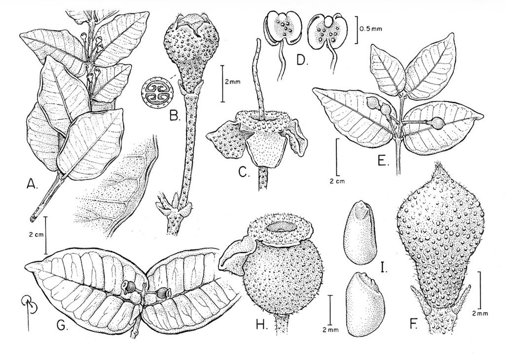 70 CANOTIA VOL. 13 2017 Fig. 9. Psidium brownianum: illustration and map. A. Twig with leaves and flower buds. B.