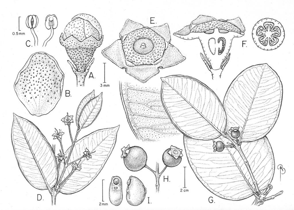 74 CANOTIA VOL. 13 2017 Fig. 12. Psidium firmum: illustration and map. A. Closed flower bud. B. Petal showing numerous glands. C. Anther with a single terminal gland. D.
