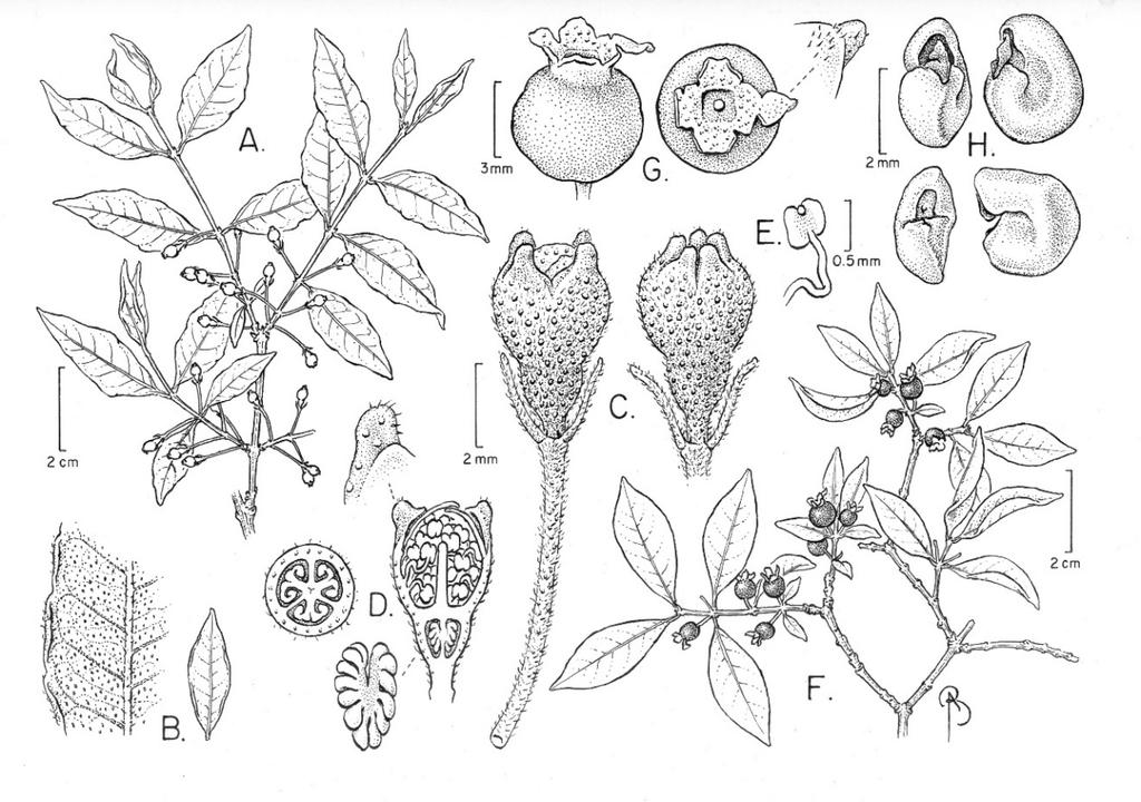 76 CANOTIA VOL. 13 2017 Fig. 14. Psidium glaziovianum: illustration and map. A. Branch with flower buds. B. Typical leaf with close-up of venation pattern. C. Two flower buds, 4-merous on left and 5-merous on right.
