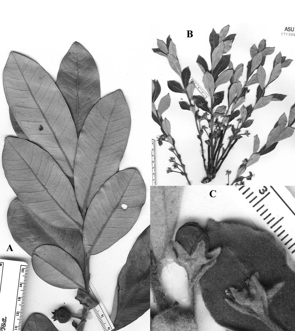 2017 PSIDIUM IN BAHIA, BRAZIL 81 Fig. 18. Psidium laruotteanum. A. Young branch of 0.7 m shrub; note large leaves. B. Portion of an herbarium specimen showing full stature of plant with new growth arising from ground level stem.