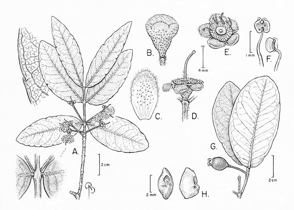 82 CANOTIA VOL. 13 2017 Fig. 19. Psidium myrsinites: illustration and map. A. Branch with 3-flowered and uniflorous peduncles; with close-ups of node and venation pattern. B. Flower bud. C. Petal. D.