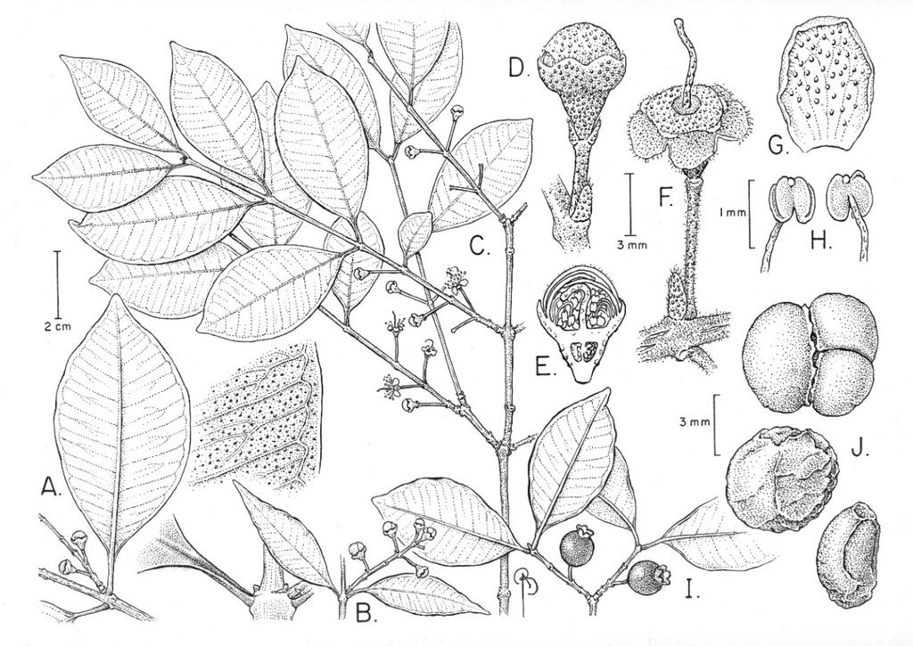 2017 PSIDIUM IN BAHIA, BRAZIL 83 Fig. 20. Psidium myrtoides: illustration and map. A. Portion of flowering twig showing one leaf with closeup of venation pattern. B. Portion of flowering twig showing bracteate shoot with five flowers persisting.