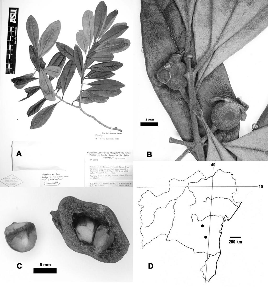2017 PSIDIUM IN BAHIA, BRAZIL 89 Fig. 25. Psidium rotundidiscum. A. Herbarium sheet. B. Cl