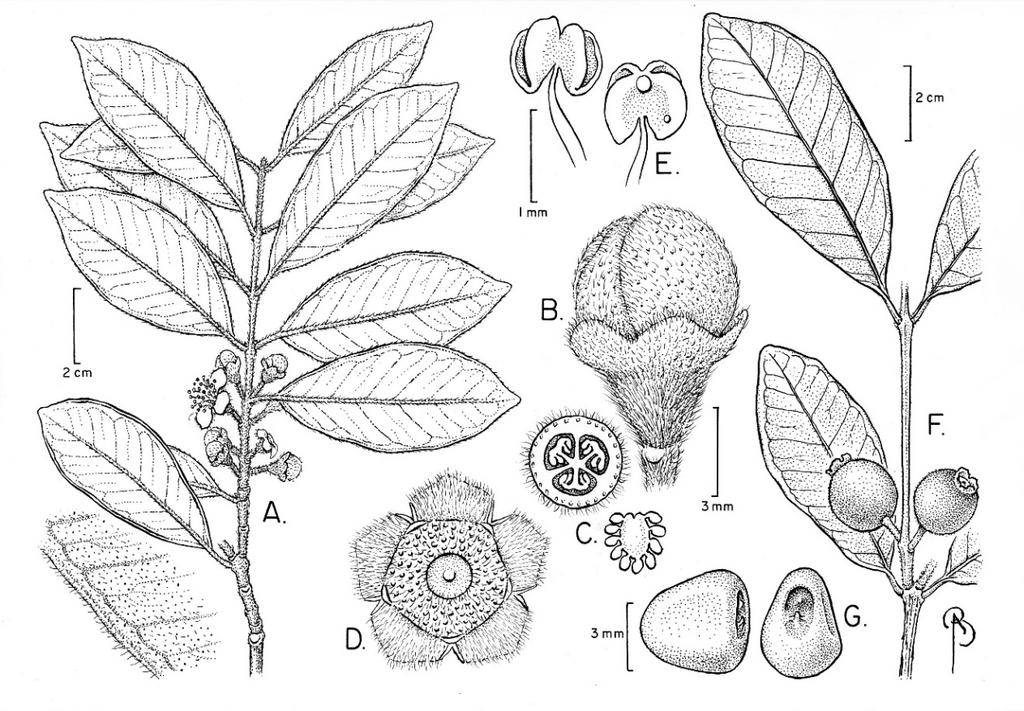 90 CANOTIA VOL. 13 2017 Fig. 26. Psidium rufum: illustration and map. A. Twig with leaves, flower buds, and open flower. B. Closed flower bud. C. Cross section of ovary showing three locules and peltate placenta; extracted peltate placenta with ovules.