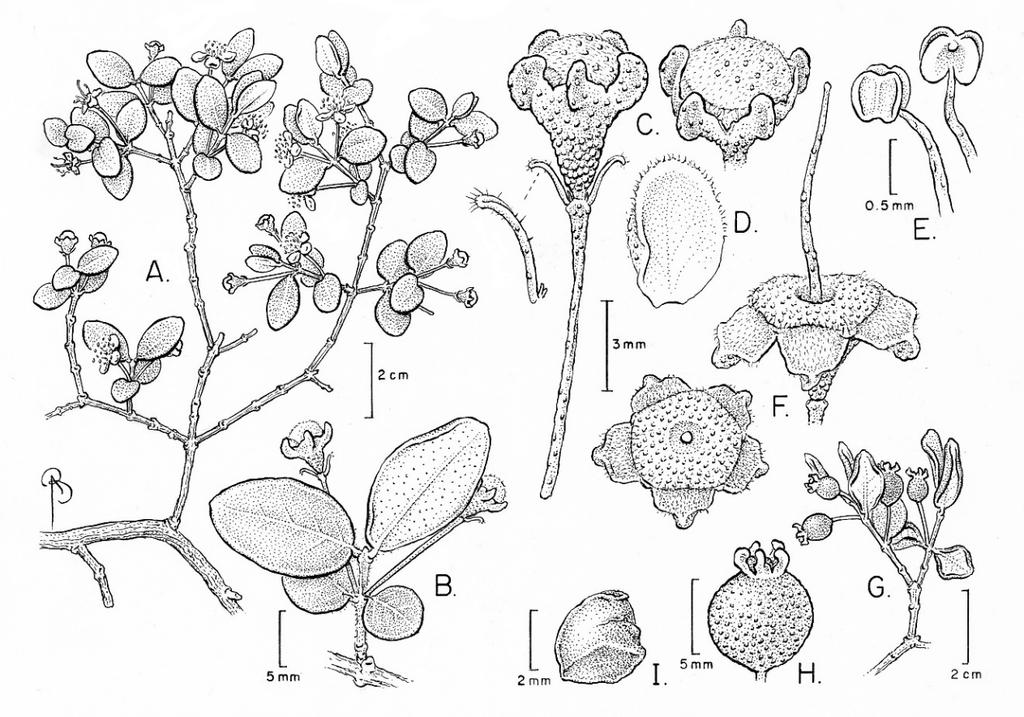 92 CANOTIA VOL. 13 2017 Fig. 28. Psidium schenckianum: illustration and map. A. Flowering branch. B. Twig with flower buds and leaves with obscure venation and revolute margins. C. Flower buds, the beginning of tears between the calyx lobes evident on right bud.