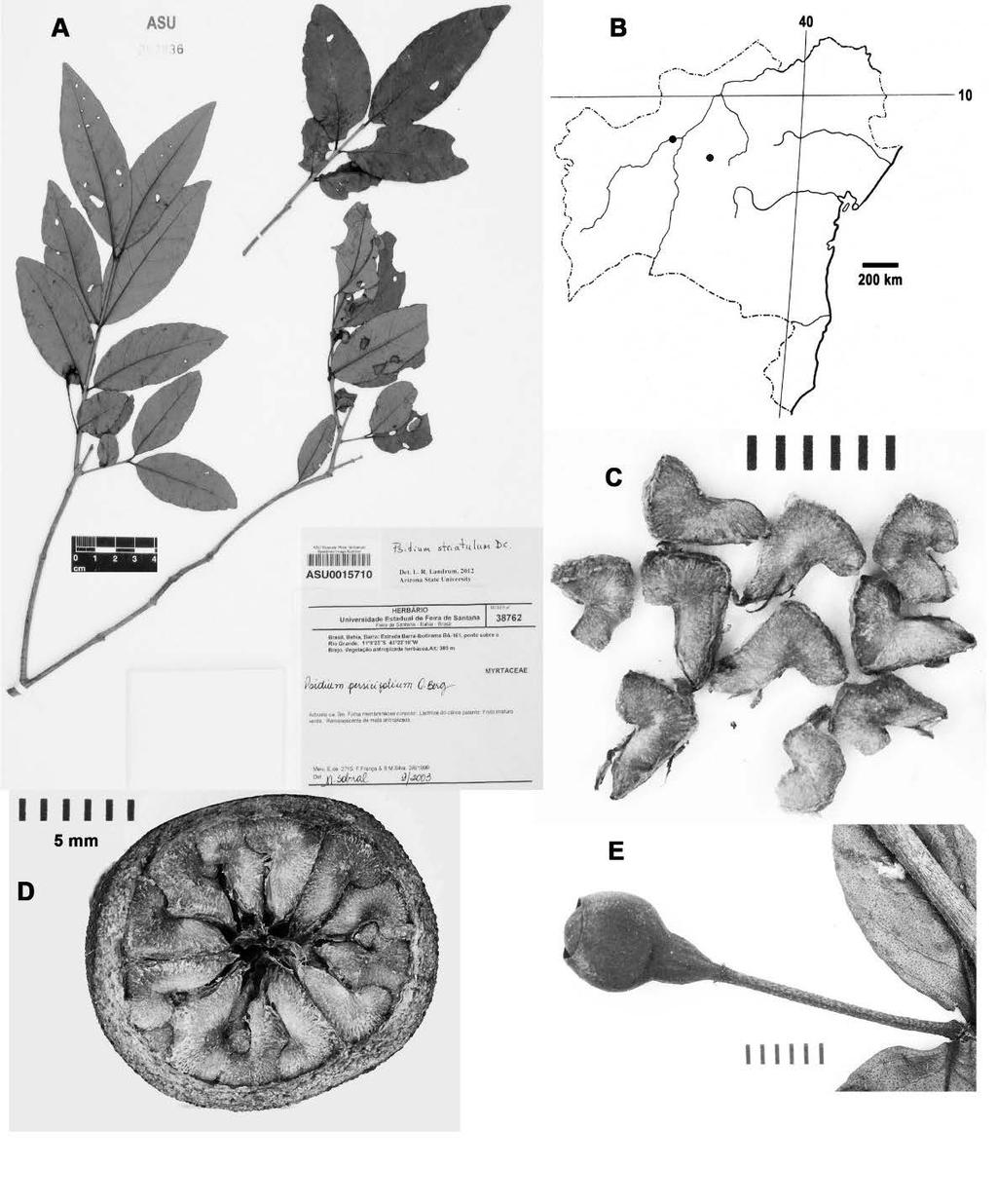 2017 PSIDIUM IN BAHIA, BRAZIL 93 Fig. 29. Psidium striatulum. A. Sheet of P. striatulum from Bahia, Mun. Barra. B. Map of distribution. C. Seeds with typical angular shape. D.