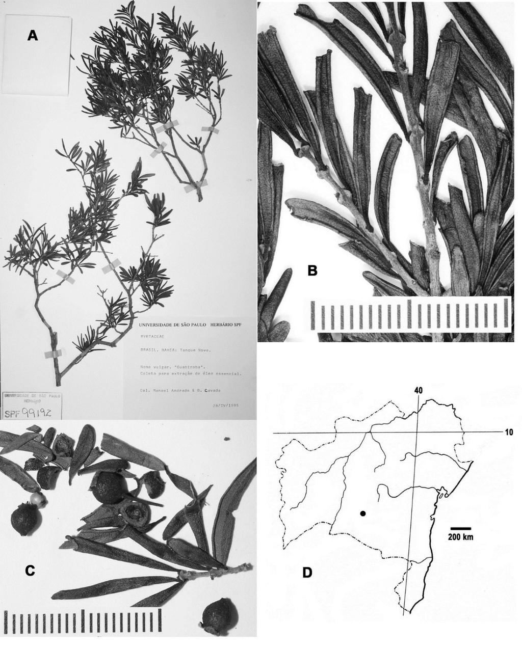 94 CANOTIA VOL. 13 2017 Fig. 30. Psidium sp. A. A. Herbarium sheet. B. Close-up of leaves and twigs showing swollen nodes and revolute leaf margins. C. Close-up of leaves, immature fruits, and one seed just above and to right of fruit on right side of image.