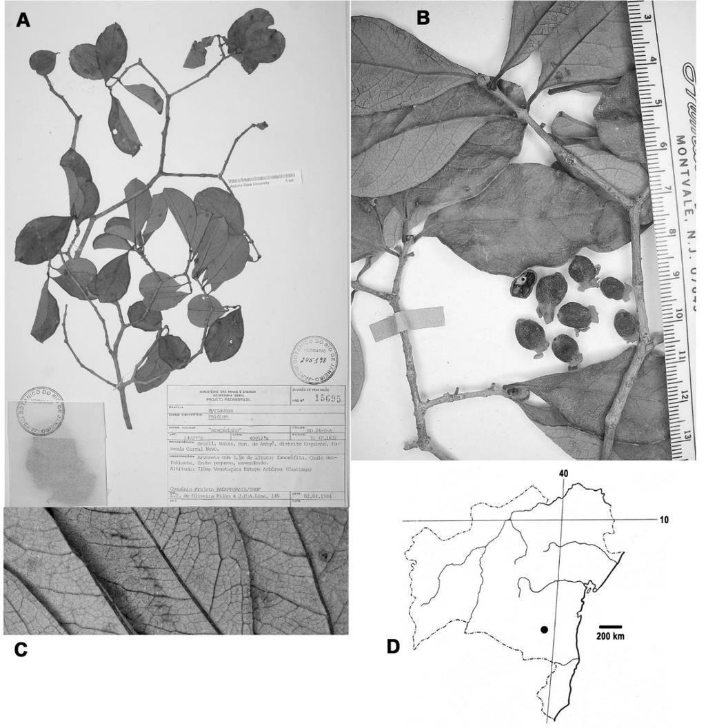 2017 PSIDIUM IN BAHIA, BRAZIL 95 Fig. 31. Psidium sp. B. A. Herbarium sheet. B. Close-up of leaves, twigs, and young fruits. C. Close-up of lower surface of leaves showing venation pattern.
