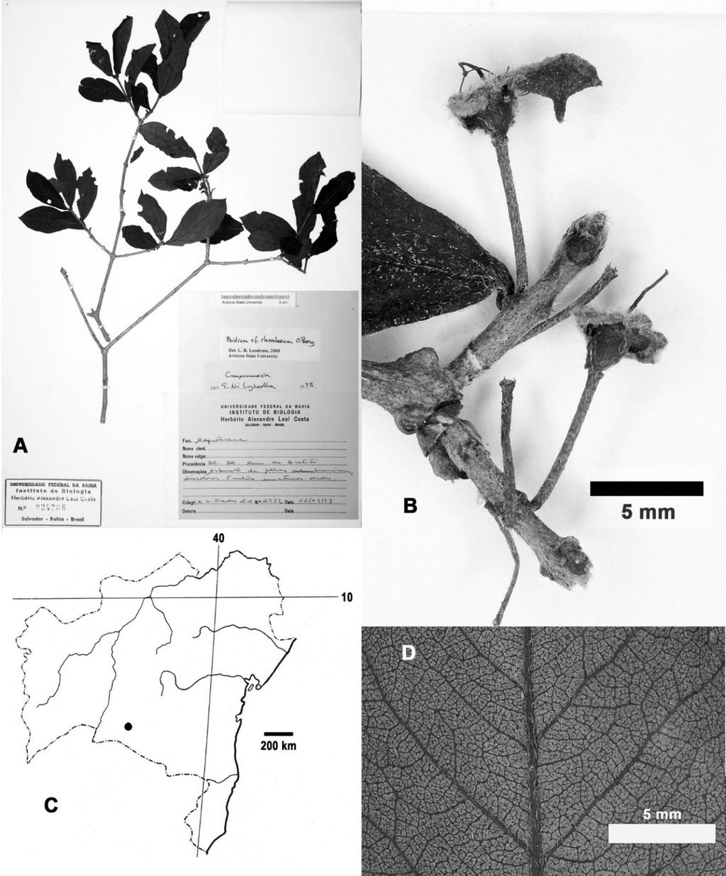 96 CANOTIA VOL. 13 2017 Fig. 32. Psidium sp. C. A. Herbarium sheet. B.