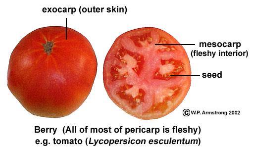FLESHY FRUITS Berries are simple fruits in which all 3 layers (exocarp, mesocarp, and endocarp) of the pericarp are soft or fleshy, as in grapes and