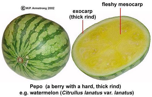 A pepo, like the watermelon or any