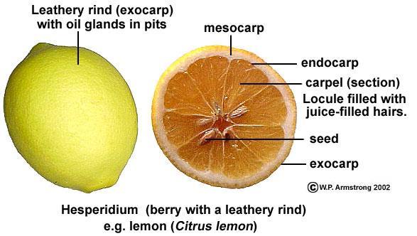 A hesperidium, as in the citrus