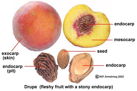 Drupes, as in peaches and plums, are fruits with a stony and inedible endocarp.