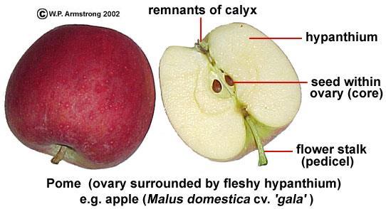 A pome is a kind of fleshy fruit in which the pericarp (from the ovary wall) forms a papery core that surrounds the seeds.