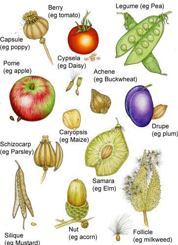 Here is an outline of all the fruit types you are responsible for: I. Simple vs. aggregate vs. multiple II. Non-accessory vs. accessory III. A. Fleshy 1.