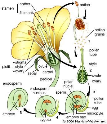 The life story of an angiosperm Sporic meiosis Dominant sporophyte Heterospory Flowers and fruits Double fertilization.