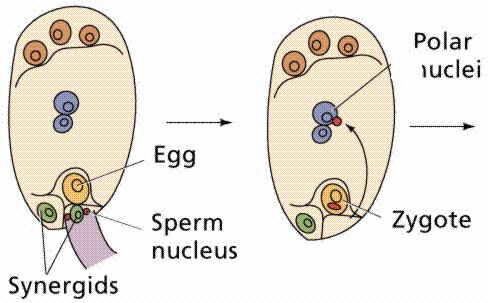 seed: embryo (zygote) endosperm