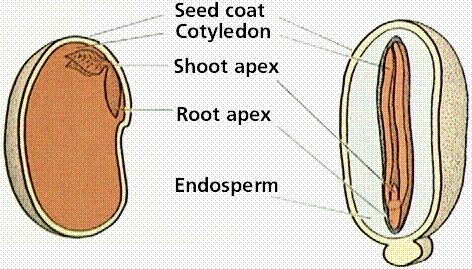 Types of seeds: albuminous