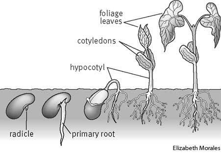 Types of germination: 1.