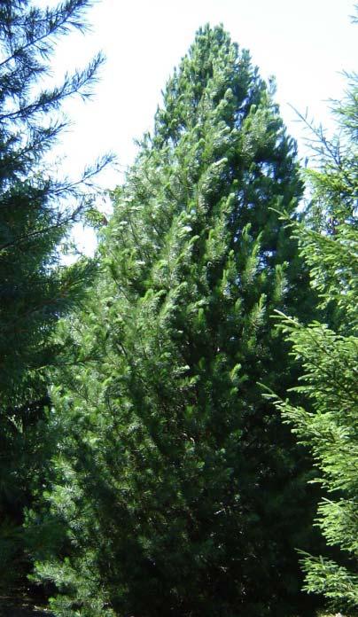62 COLUMNAR EUROPEAN ASPEN Populus tremula Erecta (several trees) The European aspen is the Eurasian counterpart of our native North American Quaking aspen (P. tremuloides).