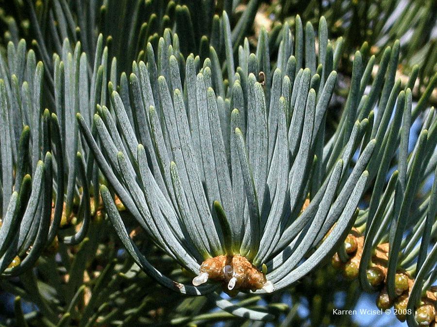 The cones of fir are primarily formed in the upper portion of the tree, hidden from view by new growth and disintegrate at maturity. Unless it is a dwarf cultivar you may not even notice the cones!