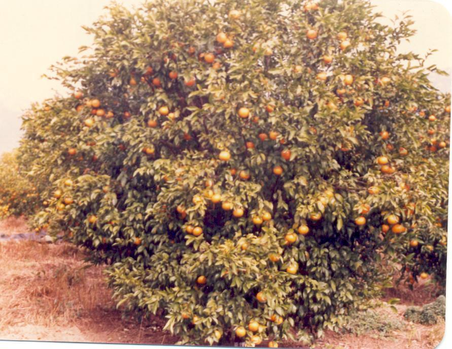 Control of irregular bearing Kinnow is highly precocious and a heavy cropper, therefore, thinning of fruits is important.