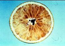 Citrus Granulation - Juicy sacs becomes hard & enlarged. Causes: Granulation High temp. & high RH.