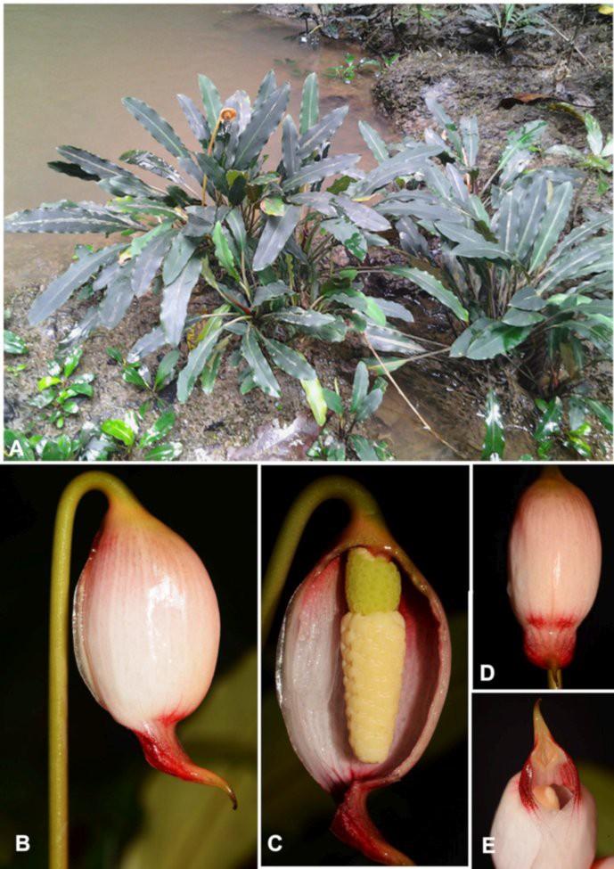 Figure 2. Galantharum kishii P. C. Boyce & S. Y. Wong A. Plants in habitat, Type locality. Note the post anthesis inflorescence (spathe limb and spent part of spadix fallen). B E.