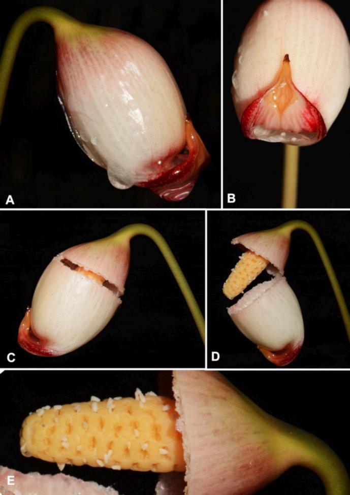 Figure 3. Galantharum kishii P. C. Boyce & S. Y. Wong A B. Inflorescence at staminate anthesis. Note the terminating rostrum is strongly reflexed. C. Inflorescence at staminate anthesis, spathe limb beginning to shed.